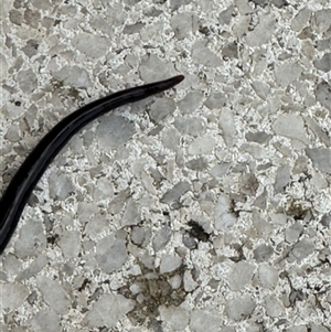 Caenoplana coerulea at Kangaroo Valley, NSW - suppressed