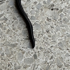 Caenoplana coerulea at Kangaroo Valley, NSW - suppressed