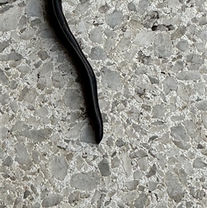 Caenoplana coerulea at Kangaroo Valley, NSW - suppressed