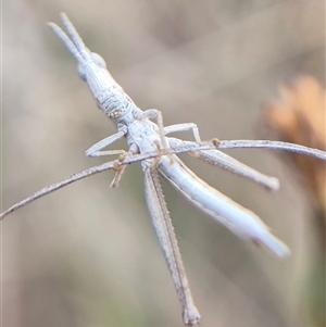 Keyacris scurra (Key's Matchstick Grasshopper) at Gunning, NSW - 7 Mar 2025 by clarehoneydove