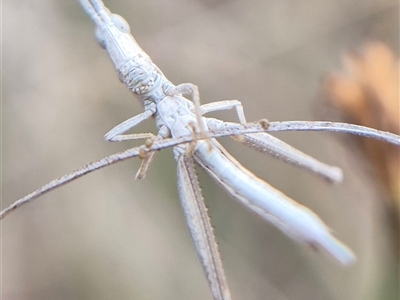 Keyacris scurra (Key's Matchstick Grasshopper) at Gunning, NSW - 7 Mar 2025 by clarehoneydove