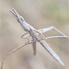 Keyacris scurra at Gunning, NSW - suppressed