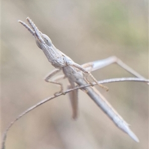Keyacris scurra at Gunning, NSW - suppressed