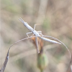 Keyacris scurra at Gunning, NSW - suppressed