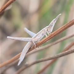 Keyacris scurra at Gunning, NSW - suppressed