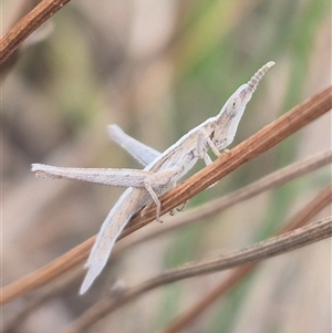 Keyacris scurra at Gunning, NSW - suppressed