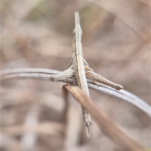 Keyacris scurra (Key's Matchstick Grasshopper) at Gunning, NSW - 7 Mar 2025 by clarehoneydove