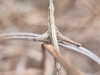 Keyacris scurra (Key's Matchstick Grasshopper) at  - 1 Jan 1900 by clarehoneydove