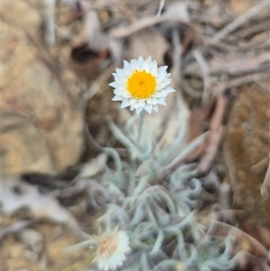 Leucochrysum albicans subsp. tricolor (Hoary Sunray) at Gunning, NSW - 7 Mar 2025 by clarehoneydove