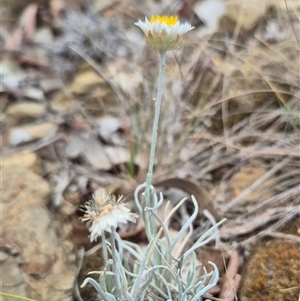 Leucochrysum albicans subsp. tricolor at Gunning, NSW - 7 Mar 2025 04:28 PM