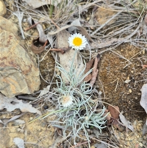 Leucochrysum albicans subsp. tricolor at Gunning, NSW - 7 Mar 2025 04:28 PM