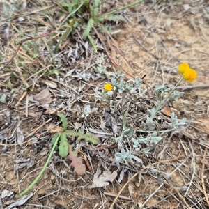 Chrysocephalum apiculatum (Common Everlasting) at Gunning, NSW - 7 Mar 2025 by clarehoneydove