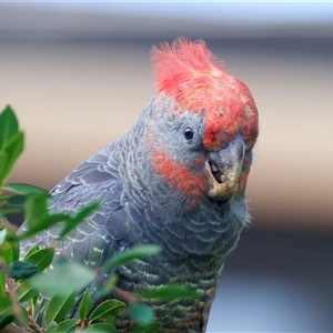 Callocephalon fimbriatum (Gang-gang Cockatoo) at Ainslie, ACT - 24 Feb 2025 by jb2602