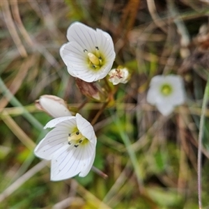 Gentianella muelleriana subsp. jingerensis (Mueller's Snow-gentian) at Bimberi, NSW - 7 Mar 2025 by BethanyDunne