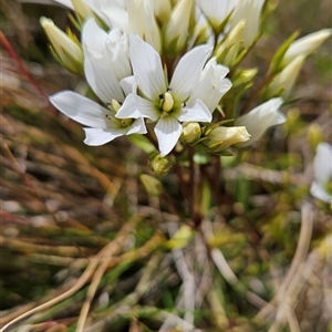 Gentianella muelleriana subsp. jingerensis at Bimberi, NSW - suppressed