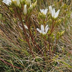 Gentianella muelleriana subsp. jingerensis at Bimberi, NSW - suppressed