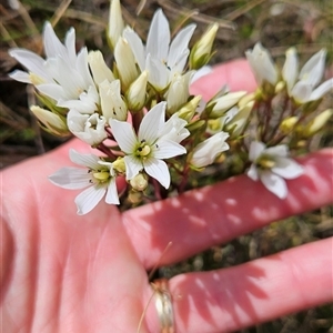 Gentianella muelleriana subsp. jingerensis at Bimberi, NSW - suppressed