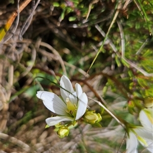 Gentianella muelleriana subsp. jingerensis at Bimberi, NSW - suppressed