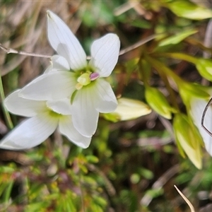 Gentianella muelleriana subsp. jingerensis at Bimberi, NSW - suppressed