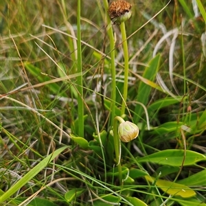 Brachyscome scapigera (Tufted Daisy) at Cotter River, ACT - 7 Mar 2025 by BethanyDunne