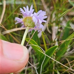 Brachyscome scapigera at Cotter River, ACT - 7 Mar 2025 11:16 AM