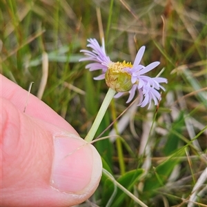 Brachyscome scapigera at Cotter River, ACT - 7 Mar 2025 11:16 AM