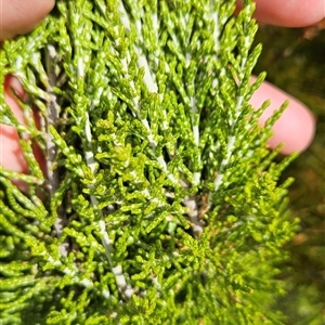 Ozothamnus cupressoides (Kerosine Bush) at Cotter River, ACT - 7 Mar 2025 by BethanyDunne