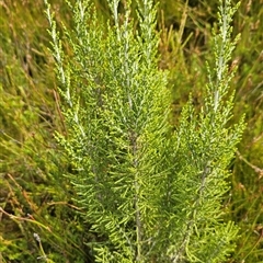 Ozothamnus cupressoides at Cotter River, ACT - 7 Mar 2025 12:57 PM