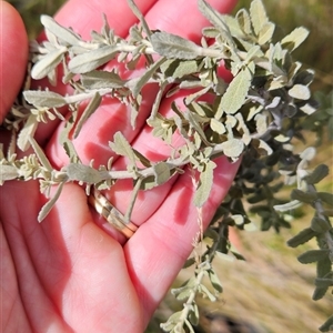 Olearia brevipedunculata (Dusty Daisy Bush) at Cotter River, ACT - 7 Mar 2025 by BethanyDunne