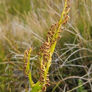 Sceptridium australe (Austral Moonwort) at Cotter River, ACT - 7 Mar 2025 by BethanyDunne