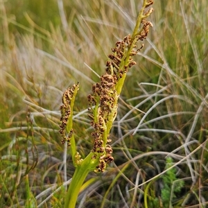 Sceptridium australe at Cotter River, ACT - suppressed