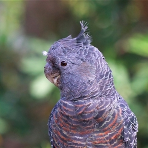 Callocephalon fimbriatum (Gang-gang Cockatoo) at Ainslie, ACT - 24 Feb 2025 by jb2602