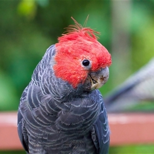 Callocephalon fimbriatum (Gang-gang Cockatoo) at Ainslie, ACT - 24 Feb 2025 by jb2602