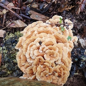 Unidentified Pored or somewhat maze-like on underside [bracket polypores] at Penrose, NSW - 7 Mar 2025 by Aussiegall