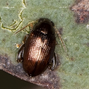 Chaetocnema sp. (a flea beetle) at Belconnen, ACT - 5 Mar 2025 by kasiaaus