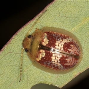 Paropsisterna laesa species complex (Laesa leaf beetle) at Belconnen, ACT - 5 Mar 2025 by kasiaaus