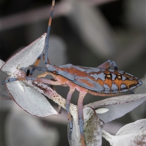 Amorbus rubiginosus (A Eucalyptus Tip Bug) at Belconnen, ACT - 5 Mar 2025 by kasiaaus