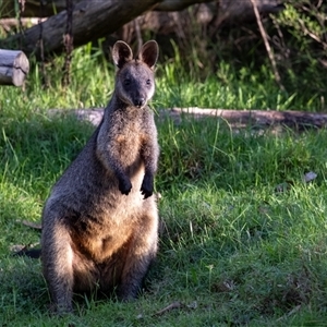 Wallabia bicolor at Bundanoon, NSW - 5 Mar 2025 by Aussiegall