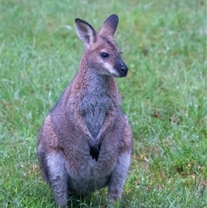 Notamacropus rufogriseus by Aussiegall