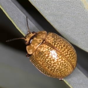 Paropsisterna cloelia (Eucalyptus variegated beetle) at Belconnen, ACT - 5 Mar 2025 by kasiaaus