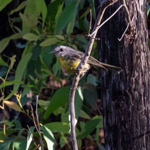 Eopsaltria australis at Bundanoon, NSW - 5 Mar 2025 06:44 PM