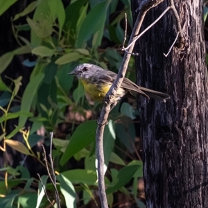 Eopsaltria australis (Eastern Yellow Robin) at Bundanoon, NSW - 5 Mar 2025 by Aussiegall