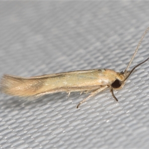 Stathmopoda (genus) (A curved-horn moth) at Melba, ACT - 5 Mar 2025 by kasiaaus