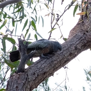 Callocephalon fimbriatum at Penrose, NSW - suppressed