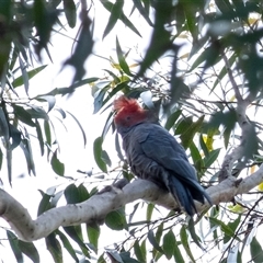 Callocephalon fimbriatum at Penrose, NSW - suppressed