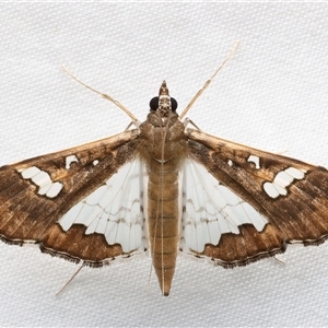 Maruca vitrata at Rosedale, NSW - 19 Feb 2025 08:47 PM