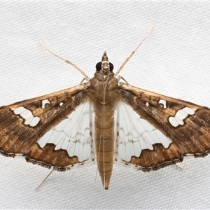 Maruca vitrata (Beanpod borer) at Rosedale, NSW - 19 Feb 2025 by jb2602