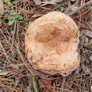 Lactarius deliciosus at Penrose, NSW - 6 Mar 2025 09:32 AM