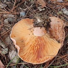 Lactarius deliciosus at Penrose, NSW - 6 Mar 2025 09:32 AM