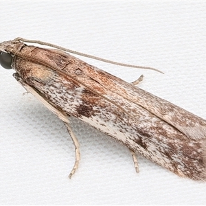 Patagoniodes farinaria at Rosedale, NSW - 19 Feb 2025 08:48 PM